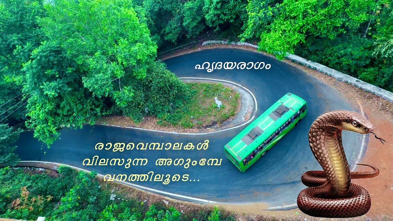 രാജവെമ്പാല വിലസുന്ന അഗുംബെയിലേക്ക് ഒരു വനയാത്ര | Agumbe Ghat, Shimoga, Someshwara Wild Life Santury