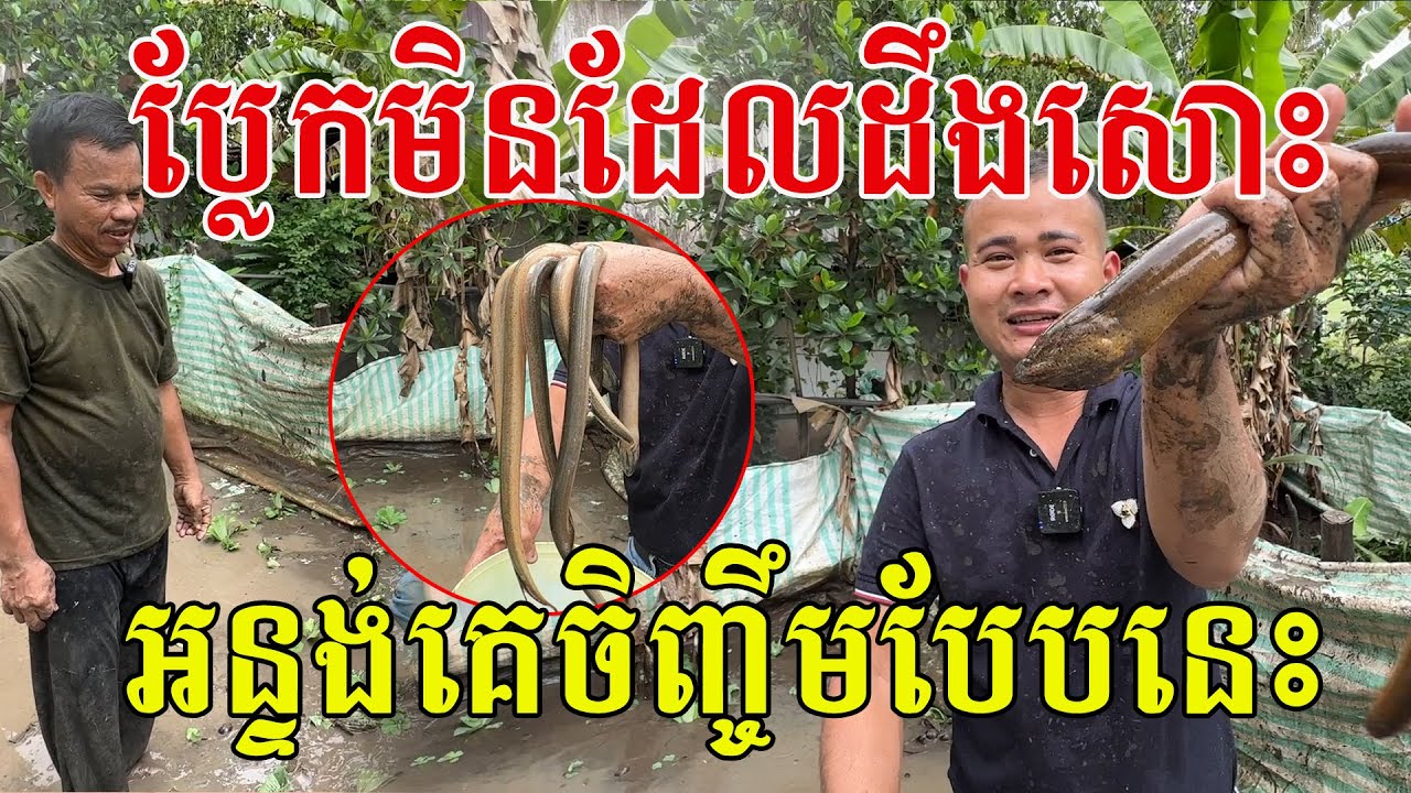 ប្លែកណាស់មិនដែលដឹងសោះ អន្ទង់គេចិញ្ចឹមបែបនេះ សូមសរសើរពូចេះរកនឹកបង្កើនចំណូល