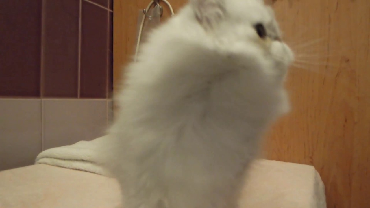 Eucker´s Maybelline, shaded silver persian female after bath