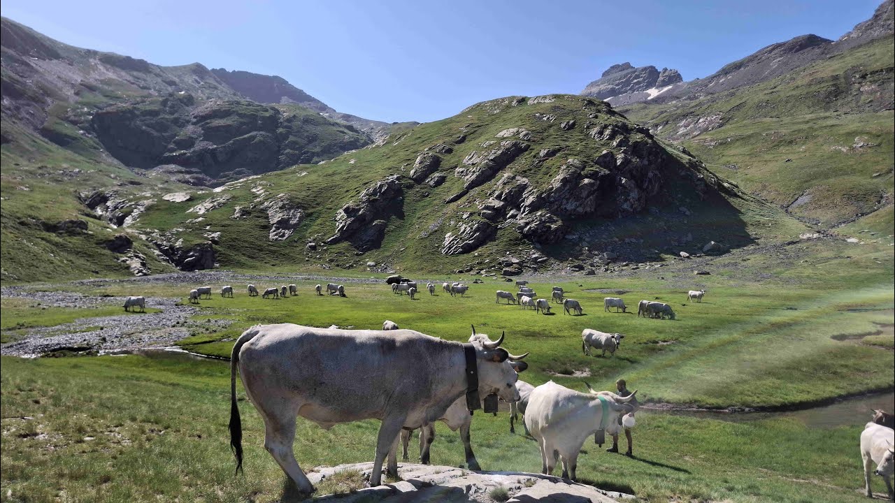 Transhumance vache 2025