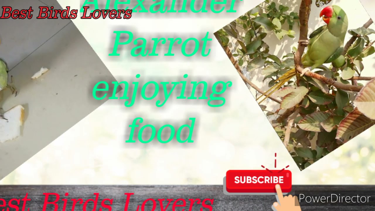 Alexander Raw Funny Parrot Enjoying Food