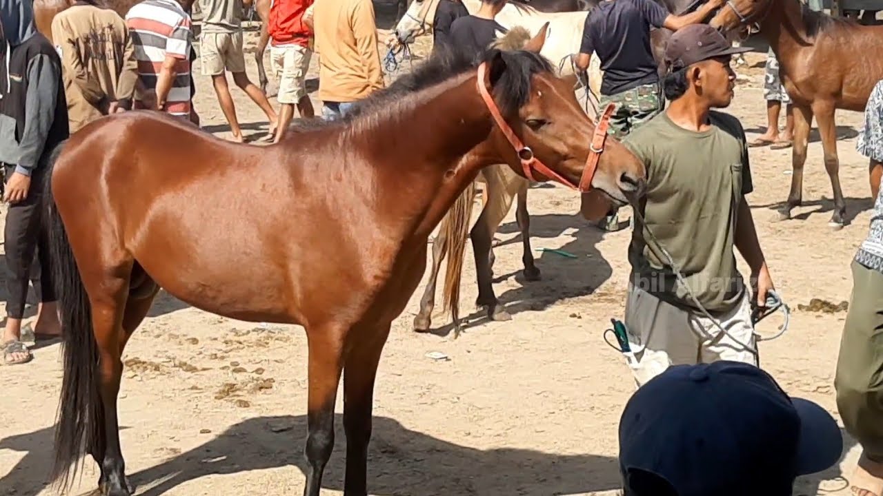 FULL OF PREMIUM HORSES! EXPLORING THE BEST QUALITY AT THE HORSE MARKET