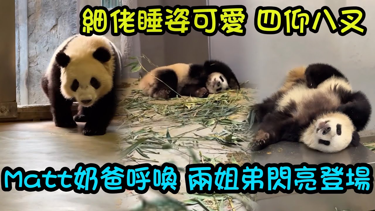 1月19日  Matt奶爸呼叫家姐細佬來吃筍，兩姐弟淡定排隊找奶爸拿竹筍，嘎嘣脆原聲吃筍筍#大熊貓家姐細佬#大熊貓家姐細佬#大熊貓加加得得 #panda