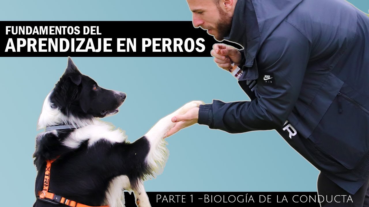 Fundamentos del aprendizaje aplicado al entrenamiento y la terapia para perros. - Parte 1 -