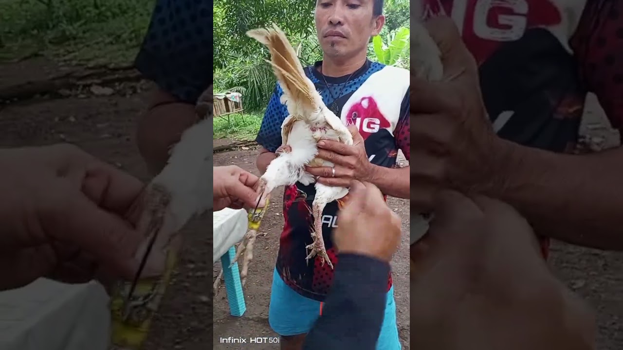 Ganito ang paglagay ng Tari sa tinatawag na Partida Tapad#buhaysabungero