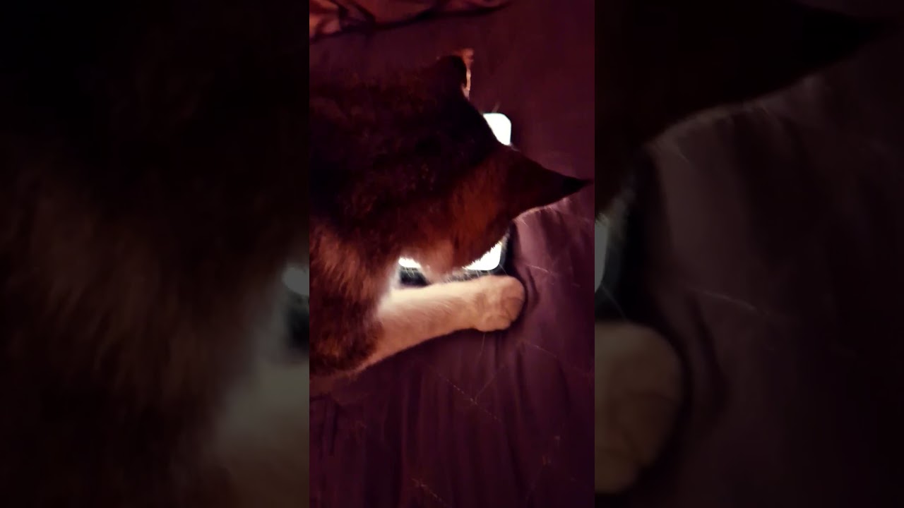 Когда кошка освоила тачскрин! 😻 🫆 