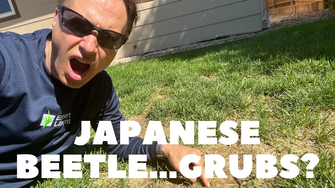 Do You Have Grubs In Your Lawn?