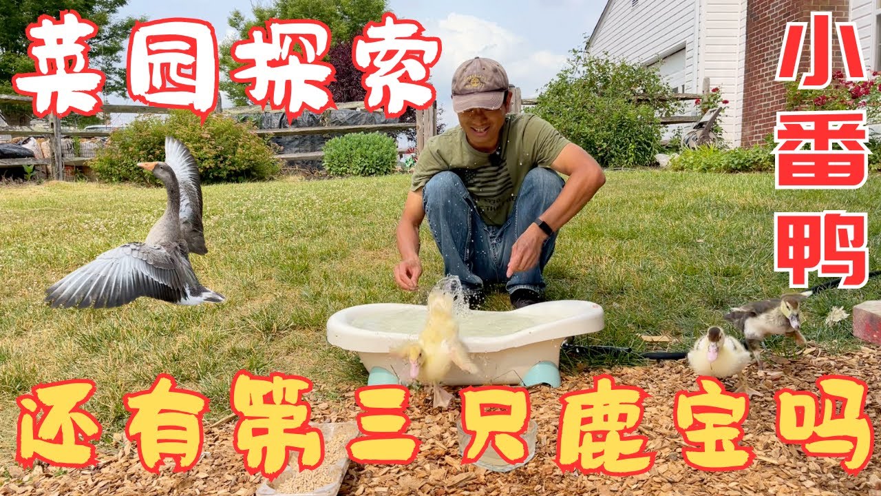 还有第三只鹿宝吗，继续搜索我的菜园，也顺便分享点种植心得，结尾还有小番鸭福利分享 #babydeer