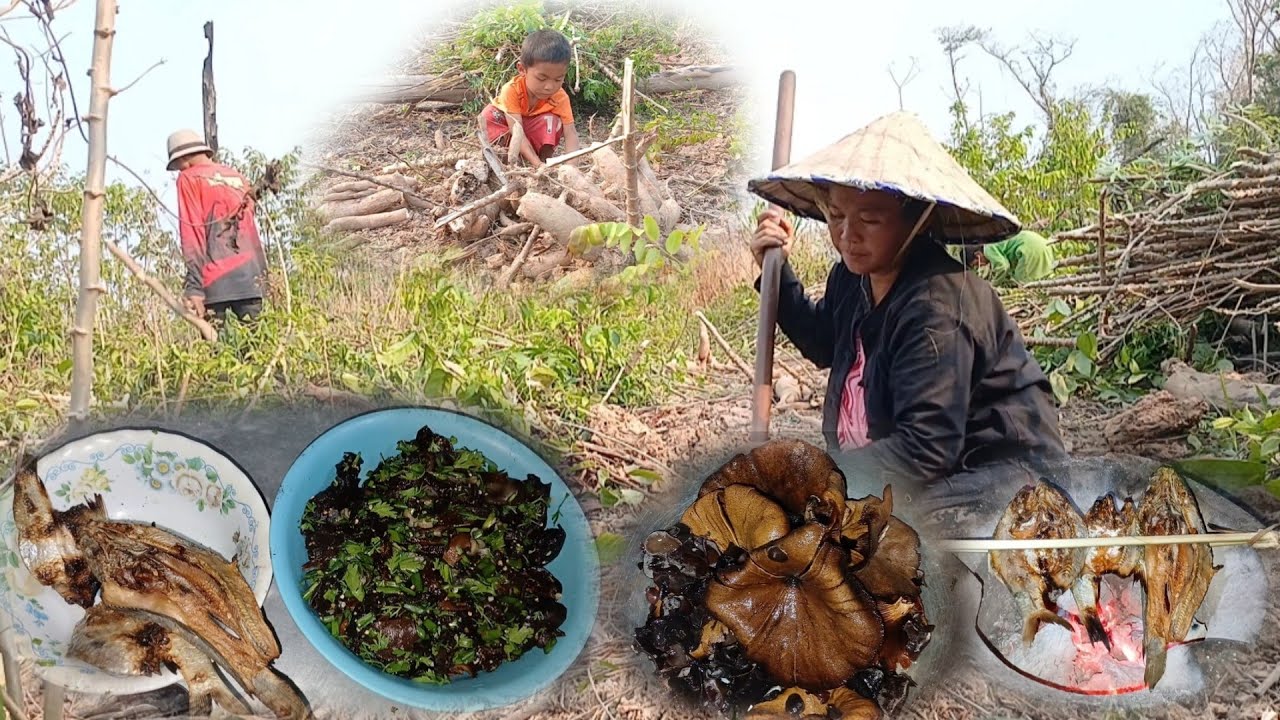 23 ไปขุดมันต้ม//ໄກຂຸດມັນຕົ້ນ