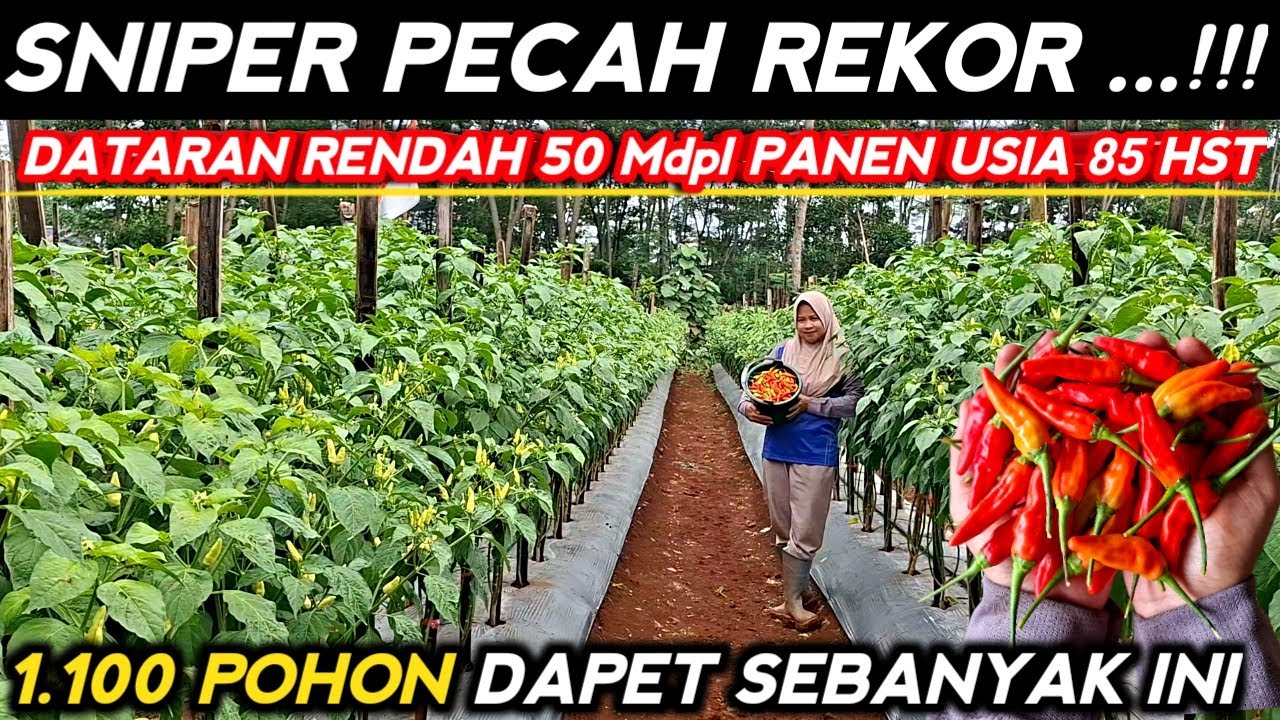 🔴 PECAH REKOR !! CABE SNIPER 85 HST PANEN PERDANA DIDATARAN RENDAH 50 Mdpl #mitrapertanianchannel 