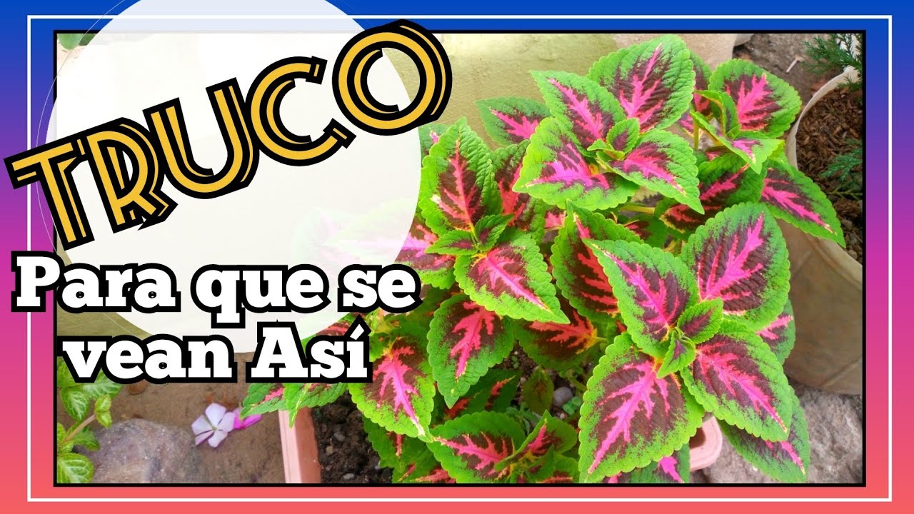 CRETONA planta🪴/Como cuidar la planta cretona o COLEO 🤩👌✅