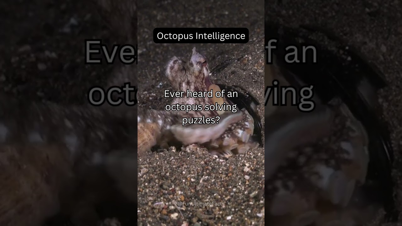 How Smart Are Octopuses? You Won't Believe This! 
