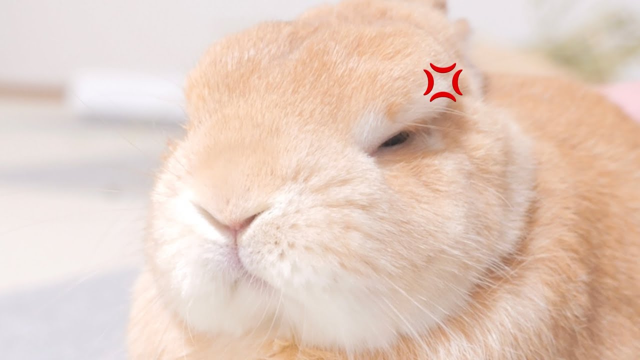 ご飯より先にゴミ出しに行ったらウサギが怒ってこうなりました【No.1233】