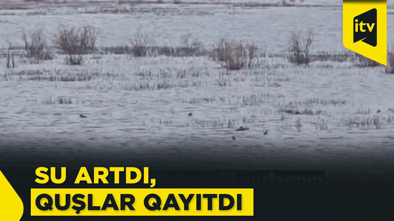Su ehtiyatlarının artması çöl quşlarının yenidən bölgəyə qayıtmasına səbəb olub