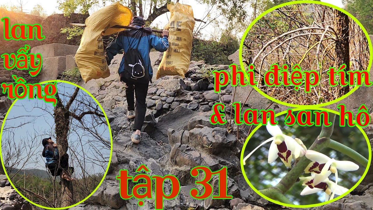 Trúng mánh được cả gánh lan rừng, đi tìm lan rừng tập 31 | phong lan rừng pv