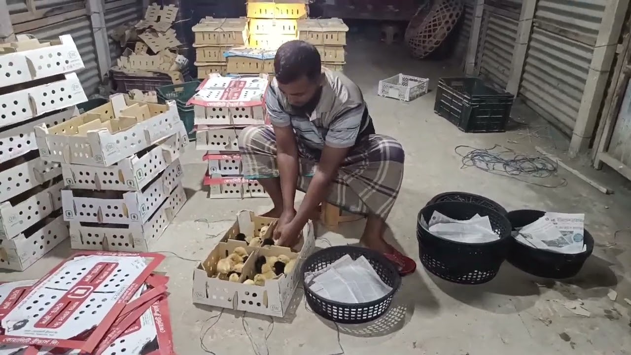 অরিনাল টাইগার মুরগির বাচ্চা নিতে যোগাযোগ করুন