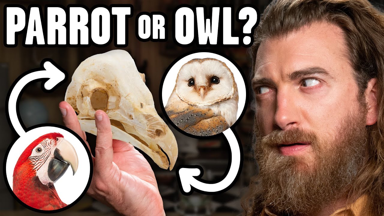 Where Did These Bones Come From?