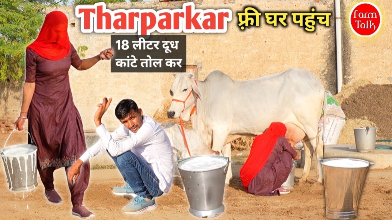 दूध निकालते हुए देख लो ✨ Tharparkar Cow Milking Video 👉 पूरा दूध निकाल कर नाप कर दिखाया है Farm Talk