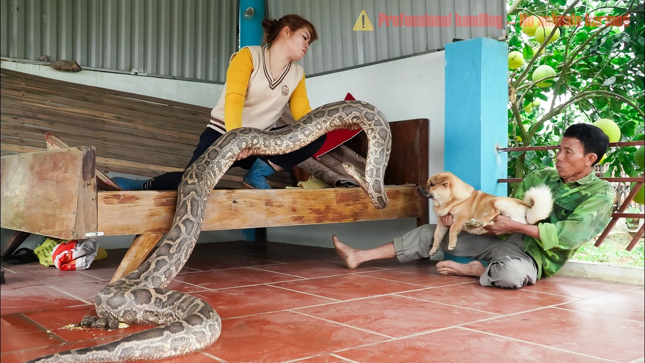 Time-lapse: 72 horas de uma pitão gigante à espreita debaixo da cama – terror entre pai e filho