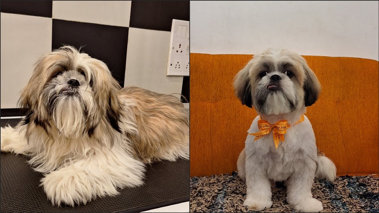 Valentine's day special Toffee's first grooming 😍❤️ #trending #youtube #everyonefollowers 