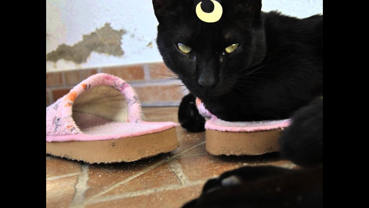 Luna, Artemis, and Diana Cosplay