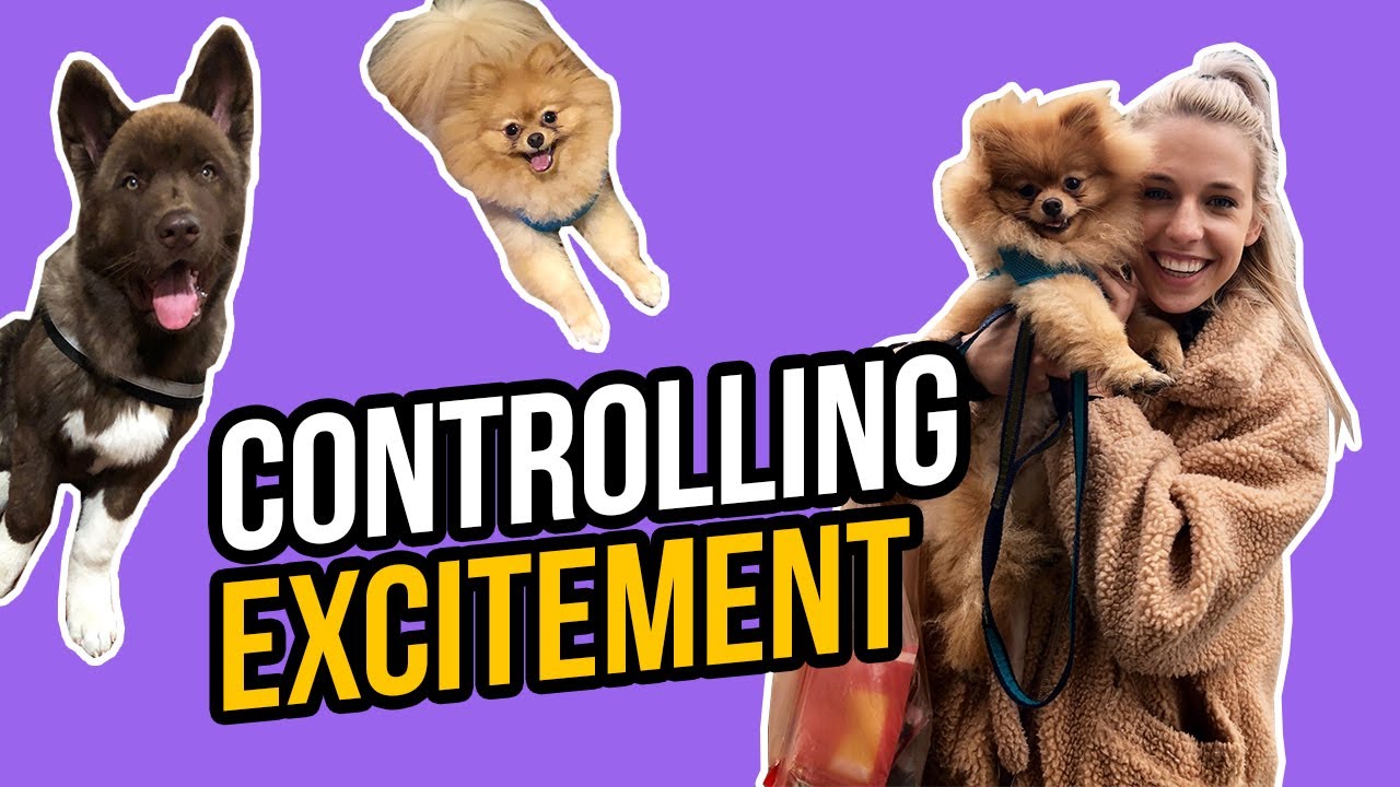 CONTROLLING EXCITEMENT WHEN WORKING UP TO OTHER DOGS