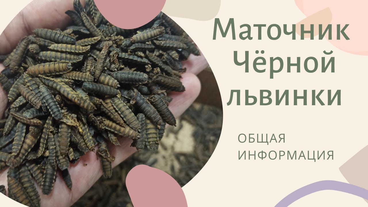 Маточник Чёрной львинки