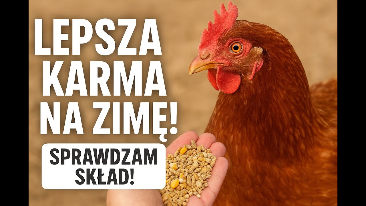 Analiza mojej karny dla kur i drobna zimowa modyfikacja dla lepszego ich zdrowia.