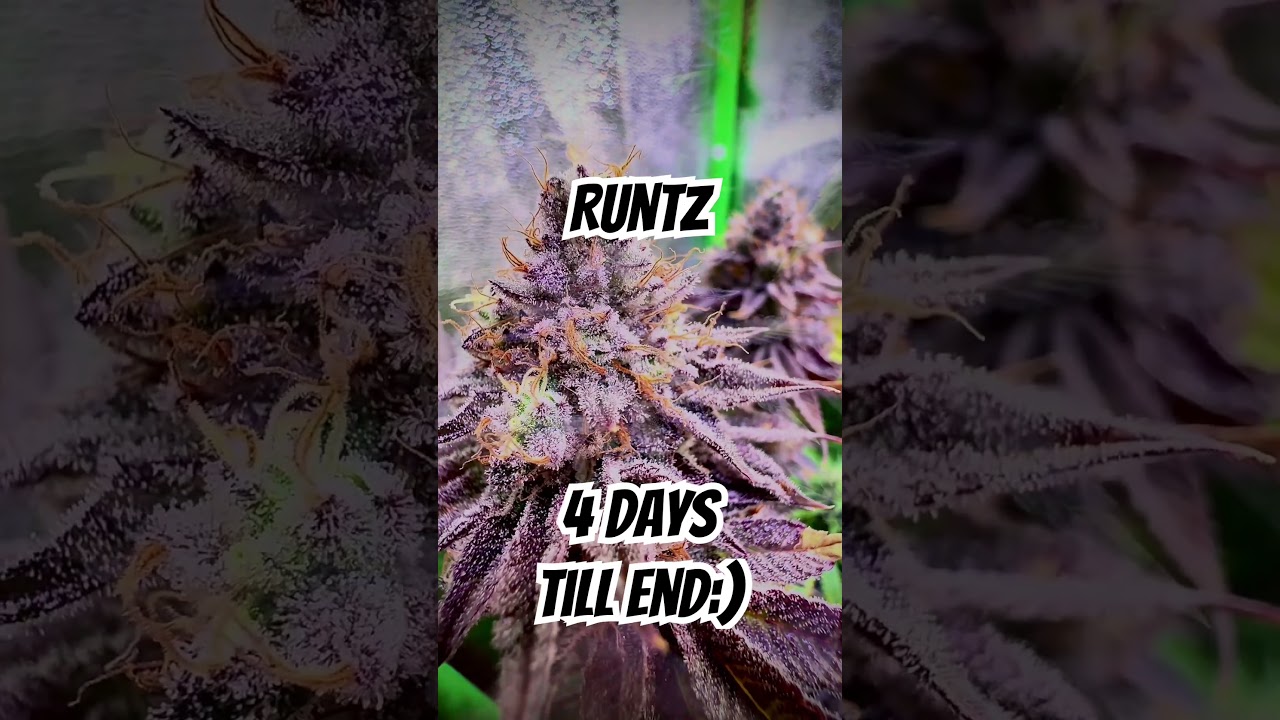 Rainbow Runtz - Pax Genetics:Last four days😊 #cannabiseducation #seeds #cali #grow #420 #710 #Runtz