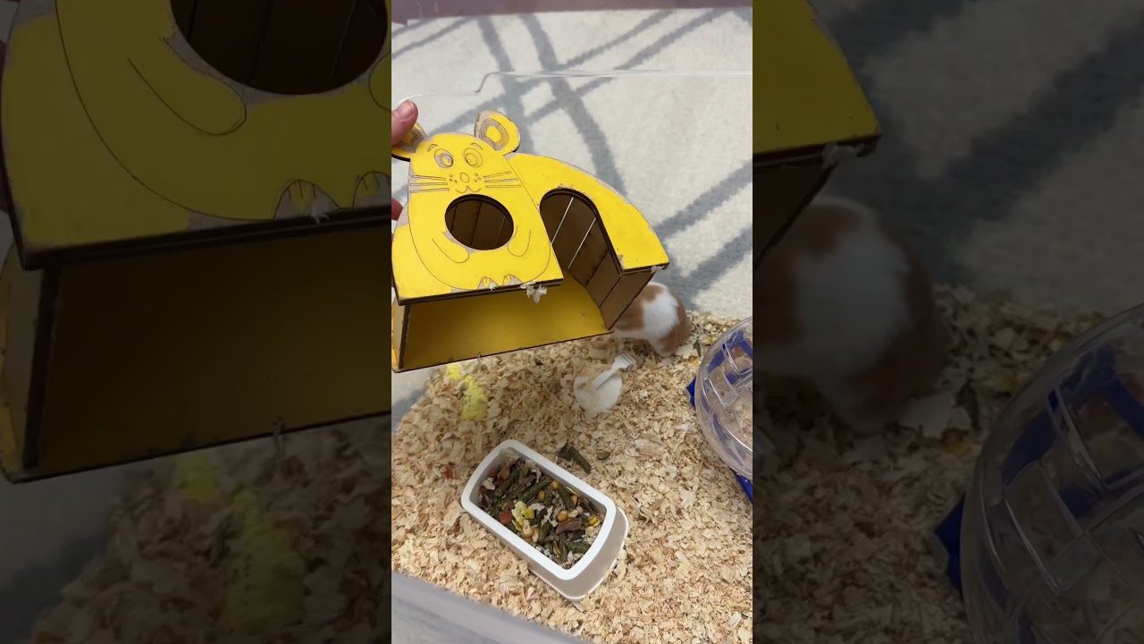 Sıfırdan hamster sahiplenmek ne kadar tutuyor?? #hamsters #meyzileyoutubeshorts #shortsvideo