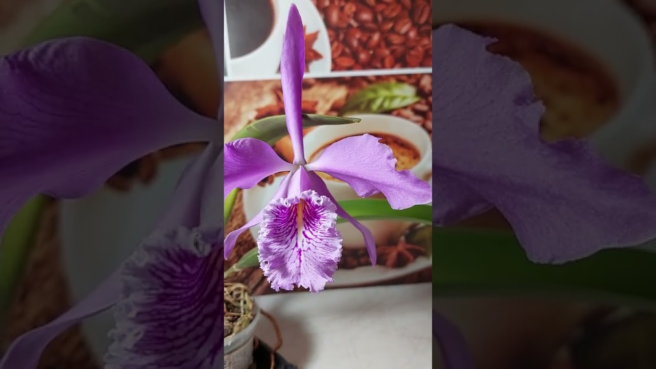 Цветение Cattleya Maxima Escura.Дебют