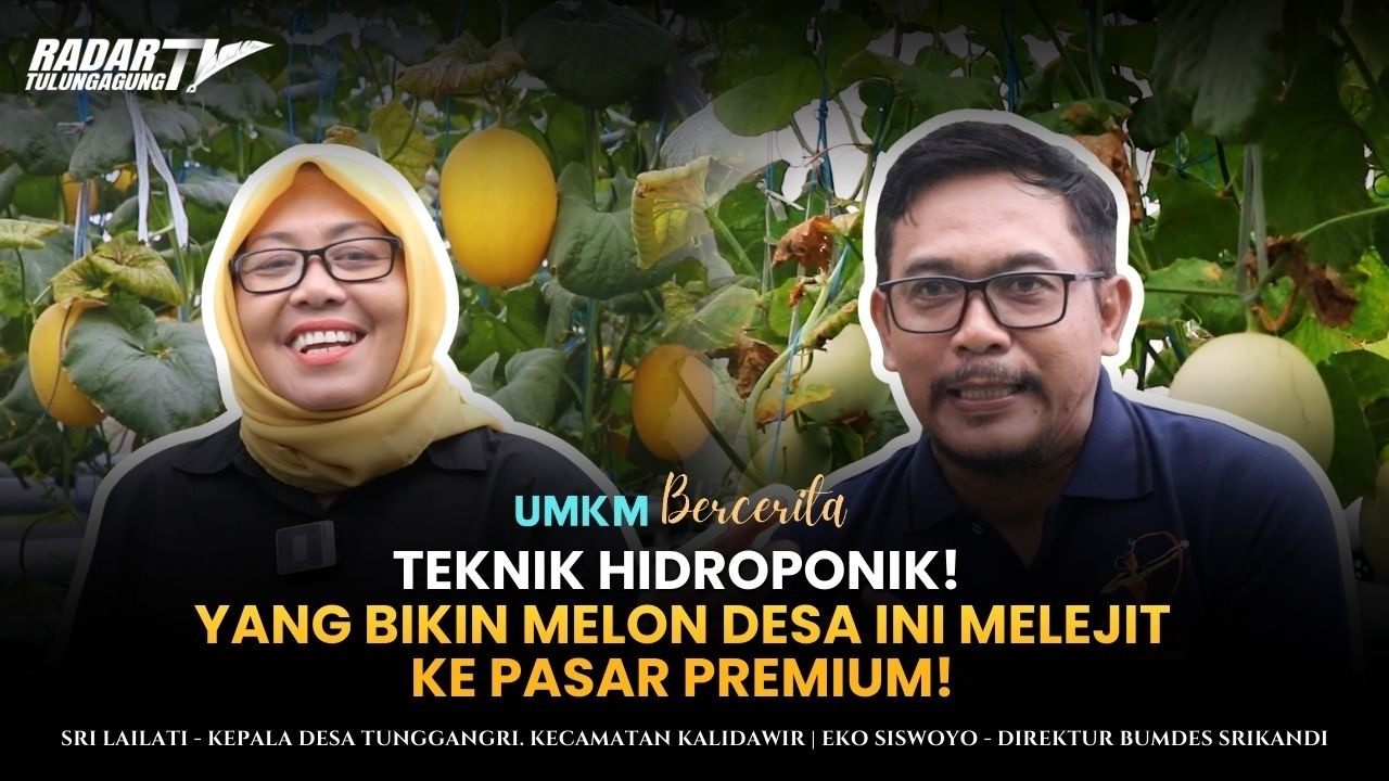 Pertanian Modern di Desa Tunggsngri! Melon Hidroponik & Greenhouse yang Menjadi Keuntungan Besar