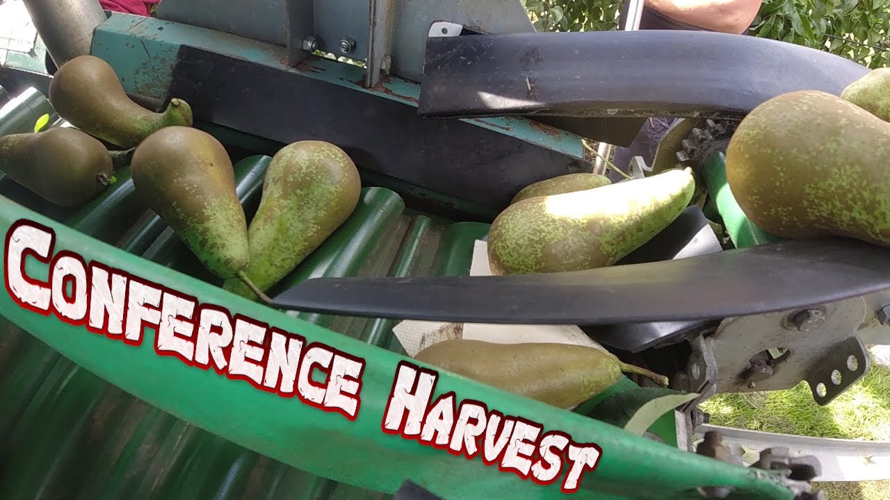Dutch Conference pear harvest 2021