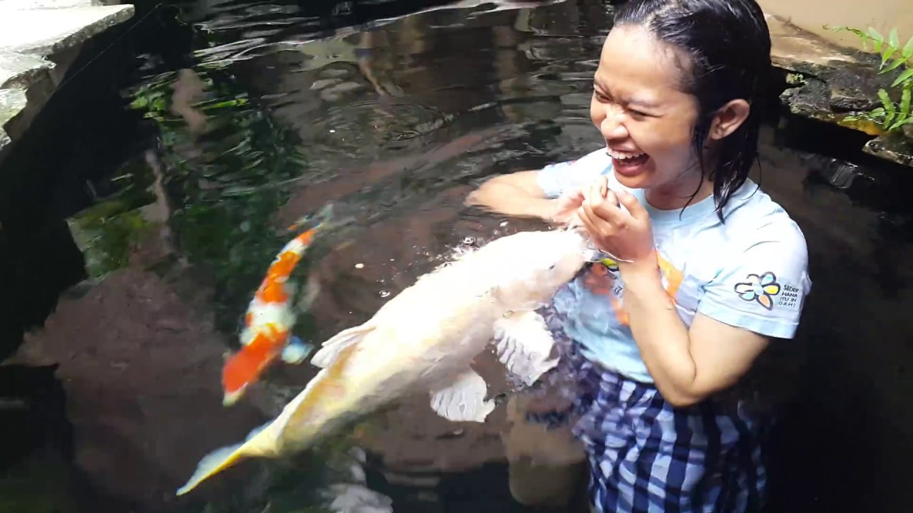 IKAN KOI JINAK | Kasih Makan Sambil Nyebur Kolam