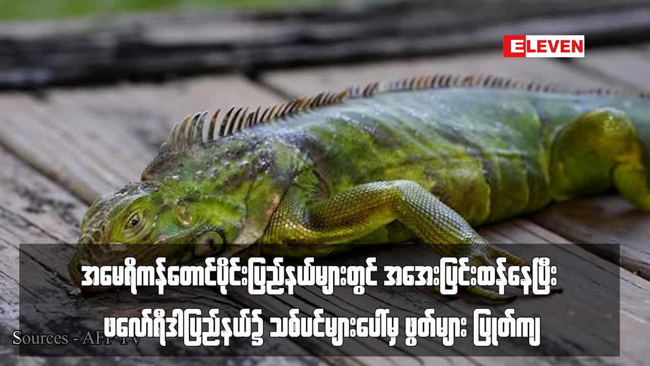အအေးပြင်းထန်နေပြီး ဖလော်ရီဒါပြည်နယ်၌ သစ်ပင်များပေါ်မှ ဖွတ်များပြုတ်ကျ