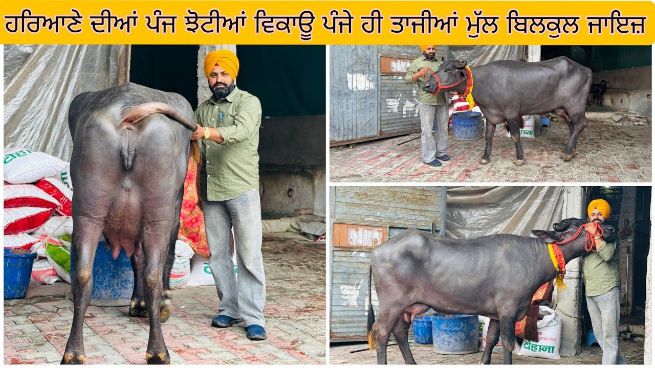 18/03/2026 ਪਰਗਟ ਸਿੰਘ ਕੋਲ ਹਰਿਆਣੇ ਦੀਆਂ ਪੰਜ ਝੋਟੀਆਂ ਵਿਕਾਊ ਮੁੱਲ ਜਾਇਜ਼  ਝਬਾਲ ਤਰਨ ਤਾਰਨ ਸਾਹਿਬ 9517236603