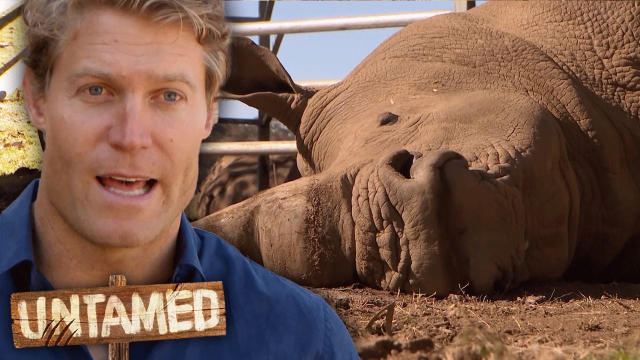 Massive 2-tonne White Rhino With Sore Feet! 😮 Best of Bondi Vet | Untamed