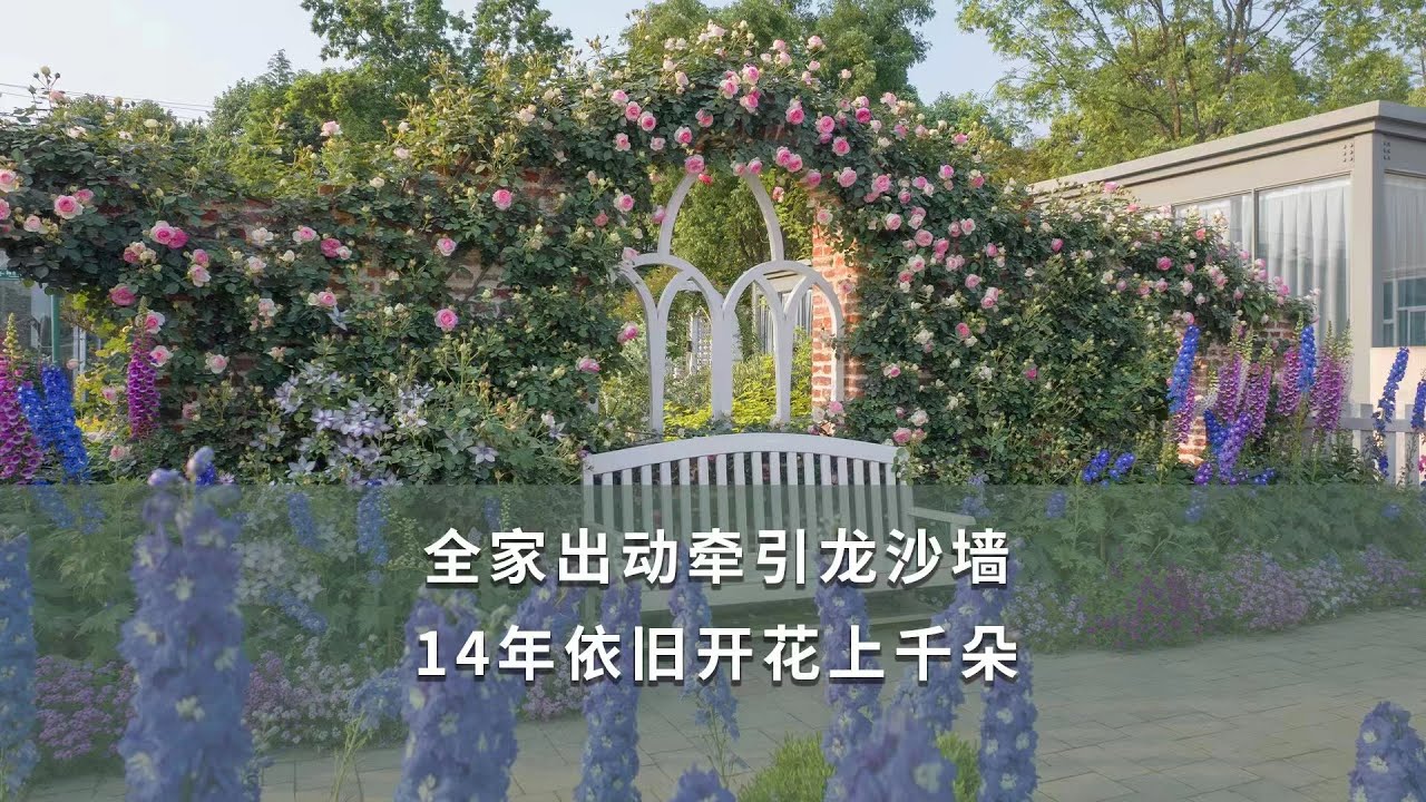 【海媽園藝課堂119】全家出動牽引龍沙墻，14年依舊開花上千朵 | 月季