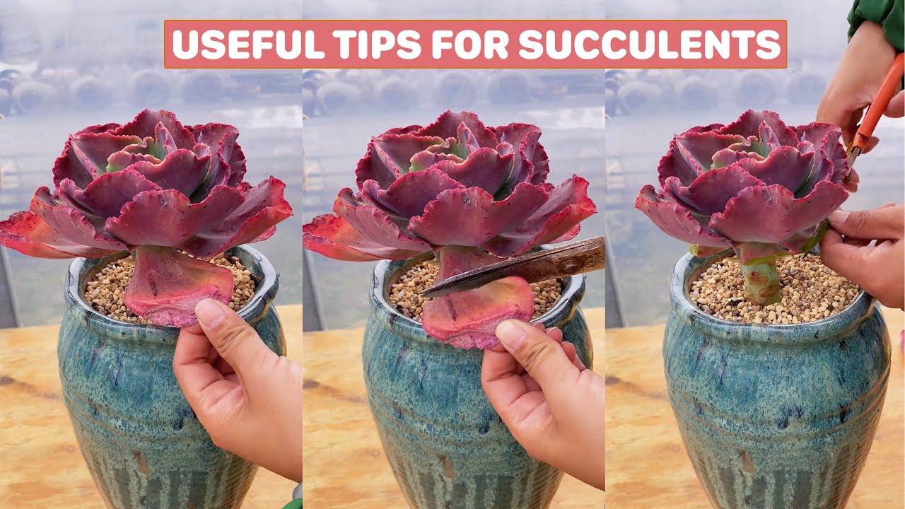 Useful Tips For Succulents - Part 29 | 多肉植物 | 다육이들 | Suculentas #plants