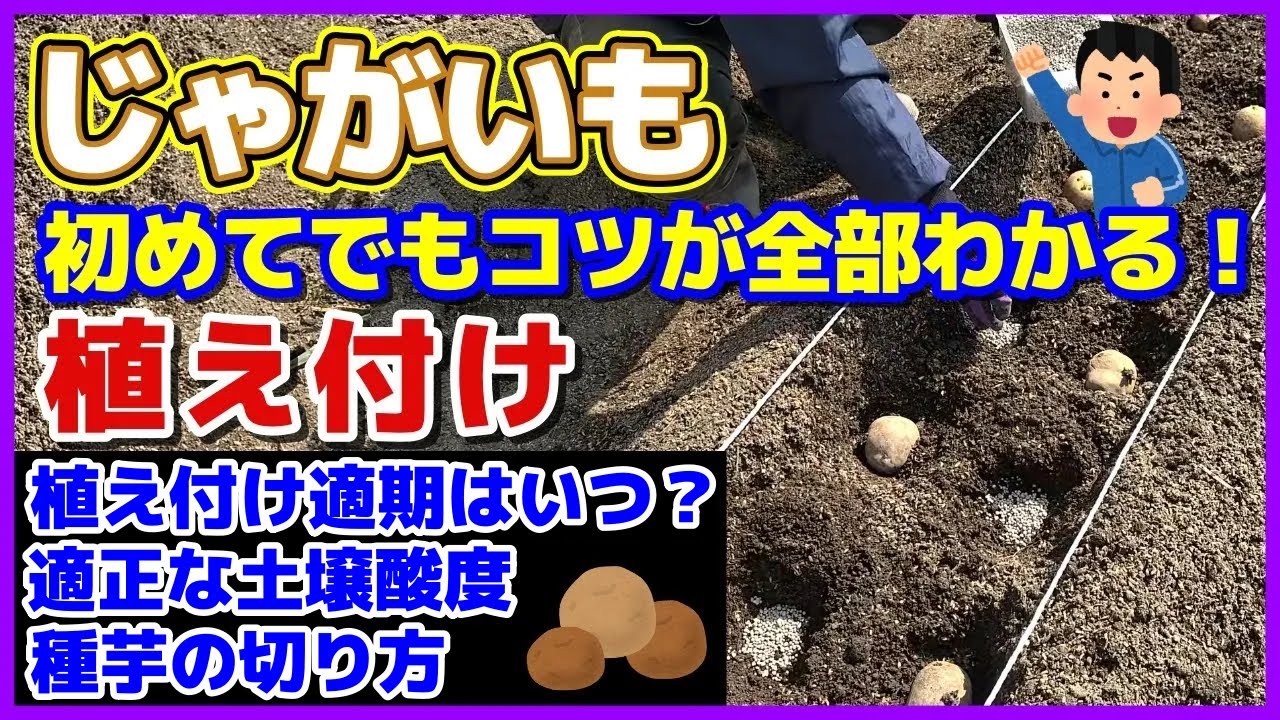 【完全ガイド】初めてでもコツが全部わかるじゃがいもの植え付け／植付け適期／栽培場所の注意点／適正な土壌酸度（ペーハー）／種芋の切り方・置き方／そうか病／肥料焼け／保温対策／水やり／ジャガイモ／家庭菜園