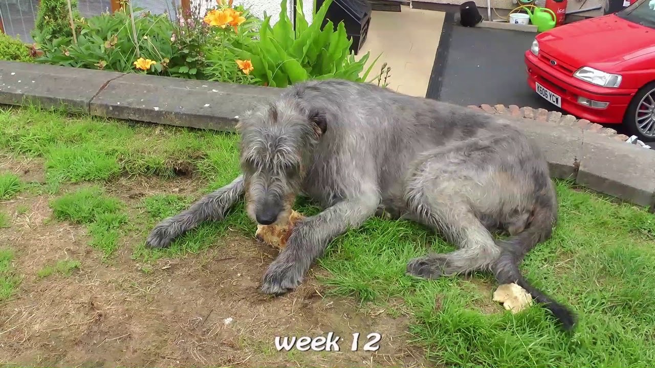 Irish Wolfhound Shelby has 9 pups  part 2 of 2