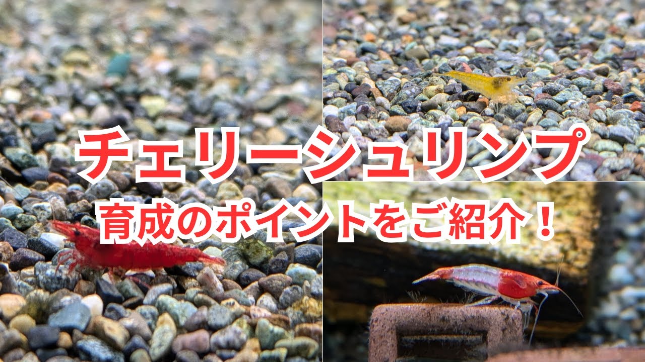 チェリーシュリンプ系を飼育するポイントをお教えします！
