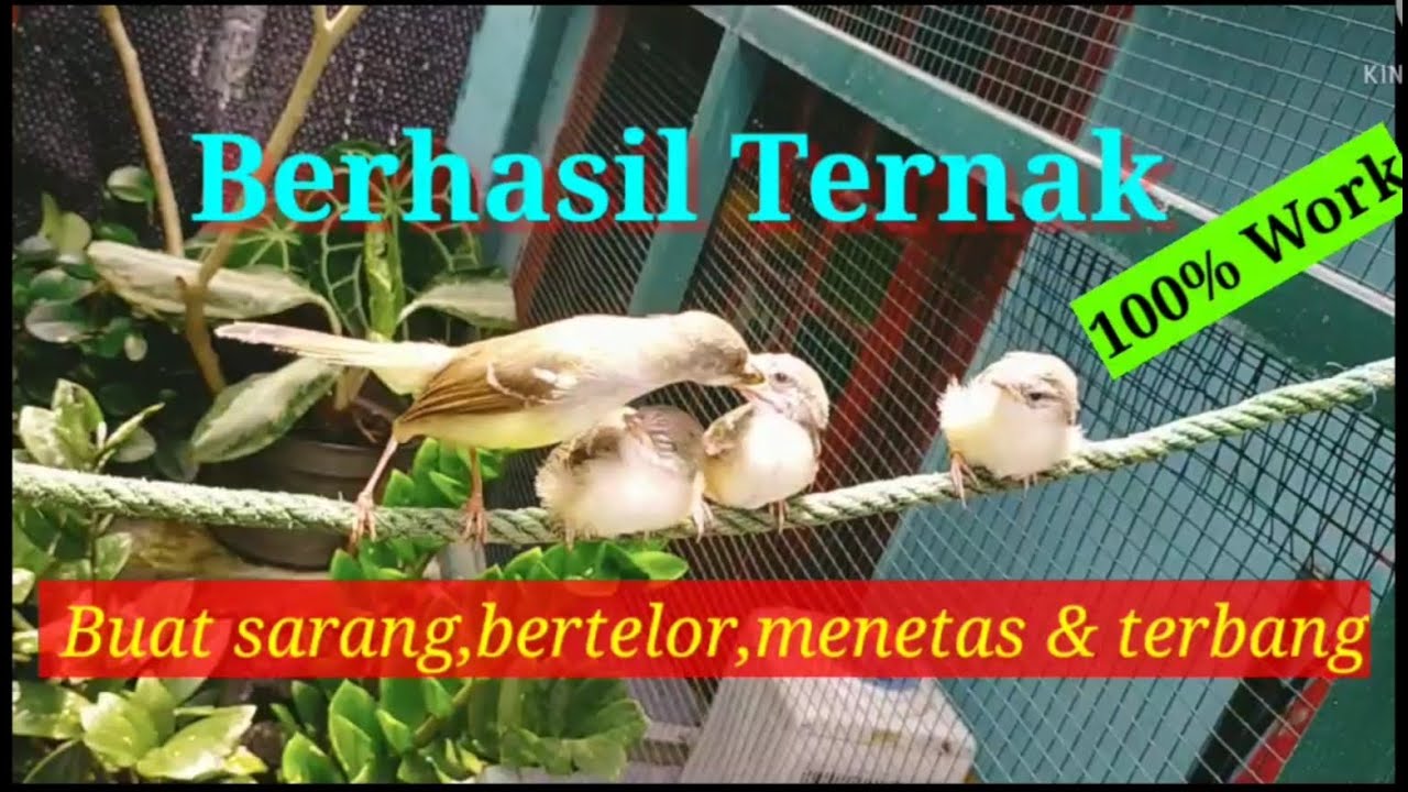 Buat Sarang Sampai Anakan Terbang ‼️ Ternak Burung Ciblek