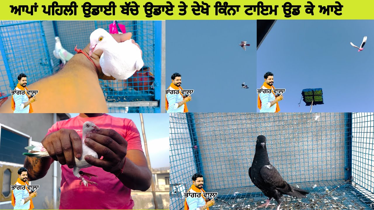 Hanji ਮਿਤਰੋ ਅੱਜ ਆਪਾਂ ਵੀ ਬੱਚੇ ਕੱਡ ਲਏ ਬਾਜ਼ੀਆਂ ਲਈ 5ਬੱਚੇ ਆਗੇ ਸੀਦੇ ਢਾਂਗੀ ਤੇ ਦੇਖੋ ਸਾਰਾ ॥(vlog)
