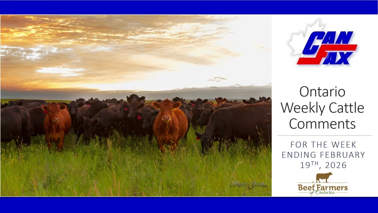 CFX ON Market Report: Fed steers and heifers sold $3.00-5.00/cwt higher. | 2026.2.23