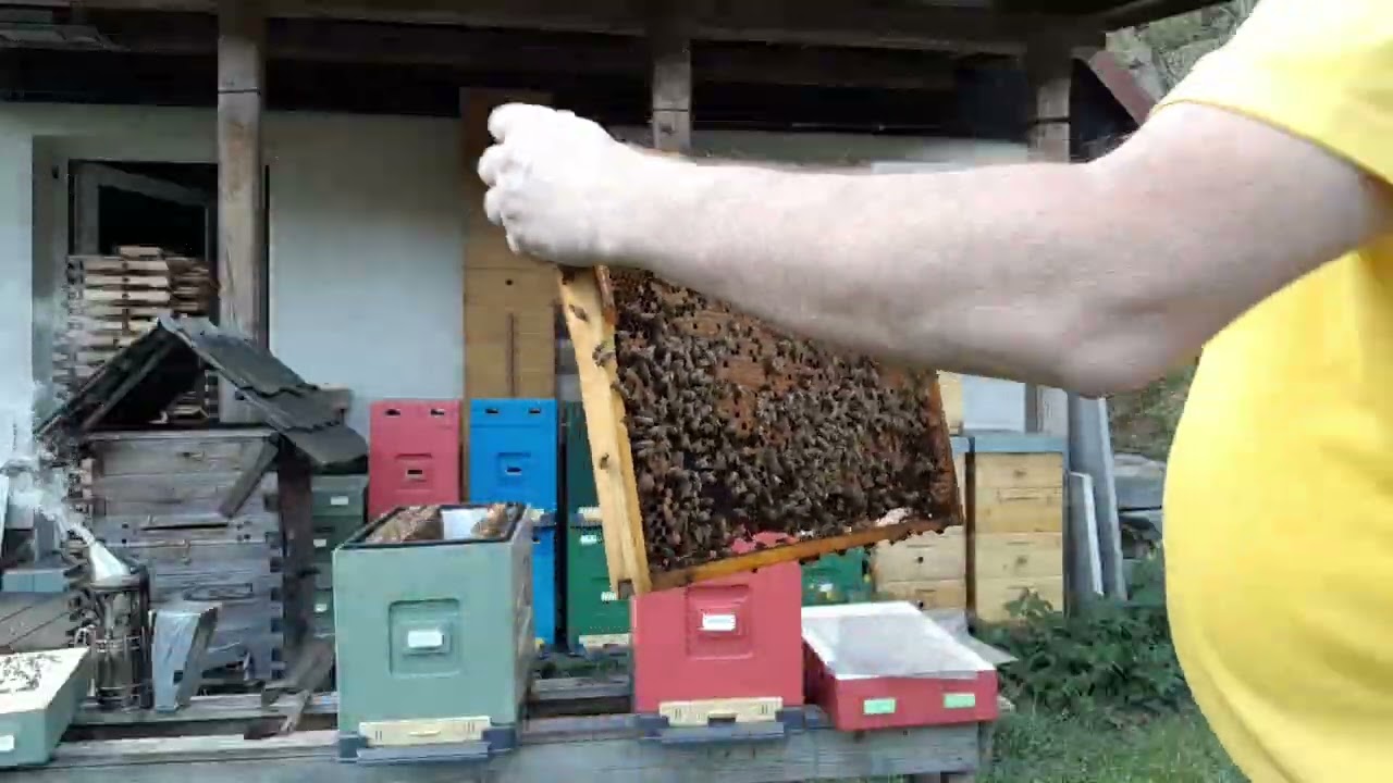 Množení včelstev - Jak udělat oddělek v květnu..