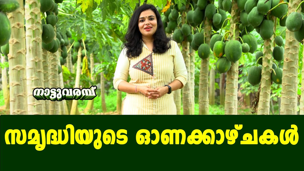 സമൃദ്ധിയുടെ ഓണക്കാഴ്ചകൾ | ORGANIC FARMING - SANGAMAITHRI - PALLICHAL | NATTUVARAMBU