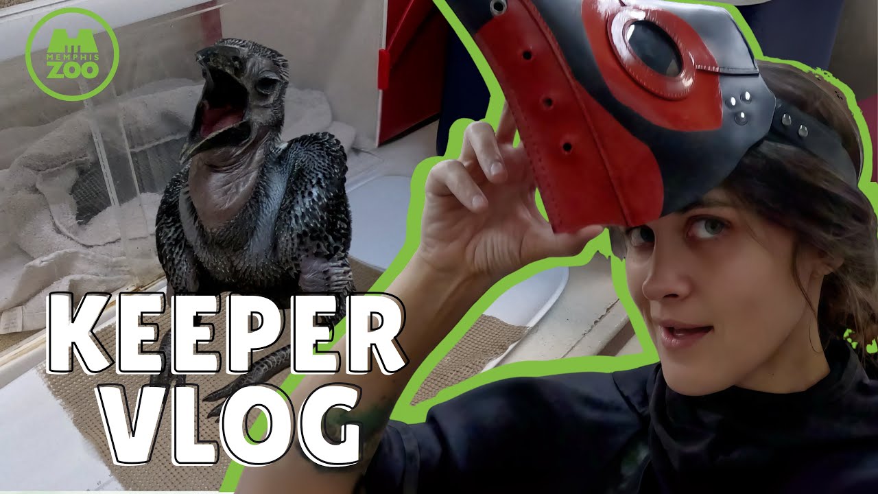 Behind-The-Scenes with Bird Keeper Katy