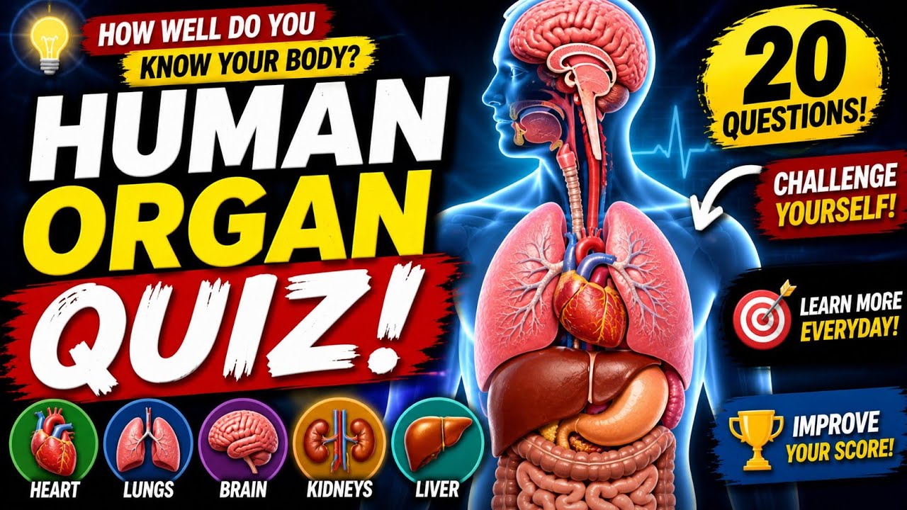 What Human Organ is this? Quiz - Perfect Exam Review for Students