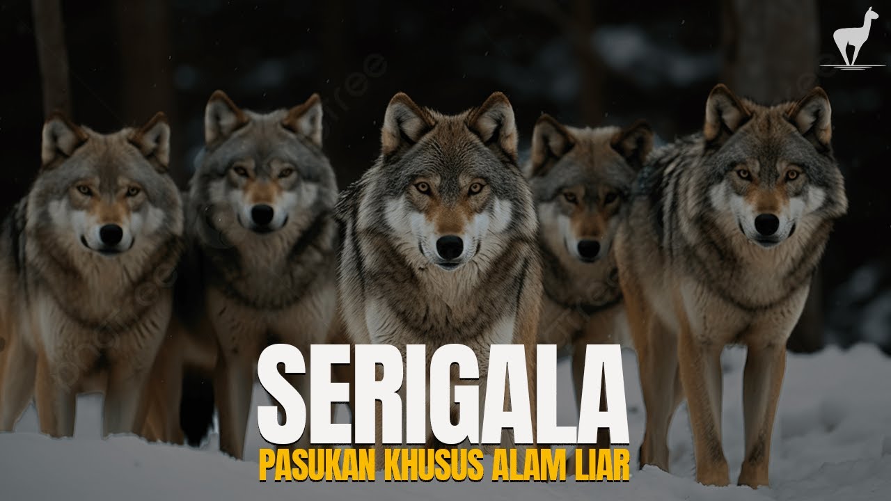 Serigala: Hierarki, Cinta, dan Kecerdikan - FULL DOCUMENTARY